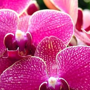 Meet your Posher, Oksana